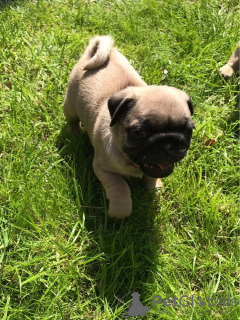 Photo №1. chien bâtard - à vendre en ville de Bamberg | Gratuit | Annonce №116557