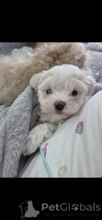 Photo №2 de l'annonce № 161246 de la vente maltipu - acheter à USA annonce privée