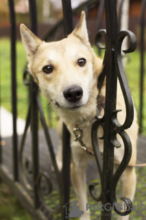 Photo №2 de l'annonce № 13954 de la vente chien bâtard - acheter à Fédération de Russie annonce privée