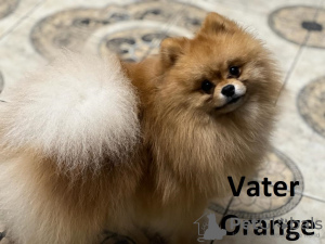 Photo №4. Je vais vendre spitz nain en ville de Berlin. annonce privée, éleveur - prix - négocié