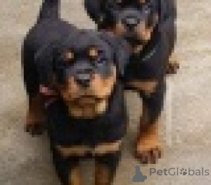 Photo №1. rottweiler - à vendre en ville de Vienne | 350€ | Annonce №160986