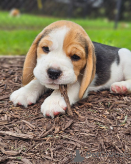 Photo №3. beau beagle. Allemagne