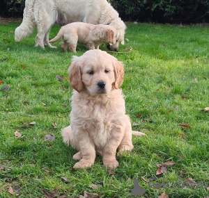 Photo №1. labrador retriever - à vendre en ville de Vilnius | 350€ | Annonce №146114