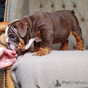 Photo №4. Je vais vendre bulldog anglais en ville de Faun. annonce privée, éleveur - prix - 1400€