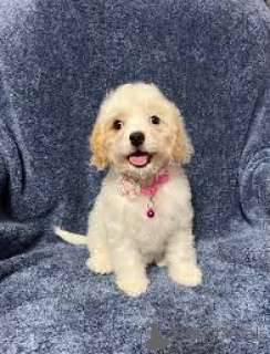 Photo №1. kavapoun - à vendre en ville de Bruxelles | 700€ | Annonce №165286