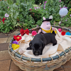 Photo №2 de l'annonce № 146014 de la vente labradoodle - acheter à Pologne annonce privée