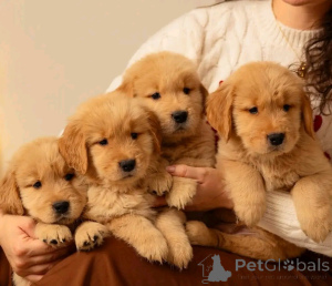 Photo №1. golden retriever - à vendre en ville de Berlin | 800€ | Annonce №138867