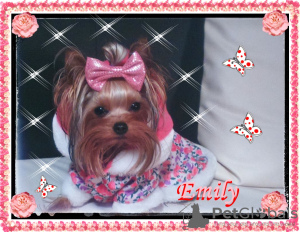 Photo №4. Je vais vendre yorkshire terrier en ville de Cracovie. éleveur - prix - 1400€