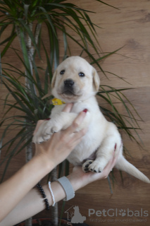 Photos supplémentaires: Labrador Retriever