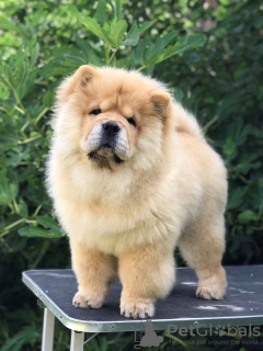 Photos supplémentaires: Chow Chow, de merveilleux chiots