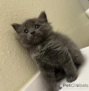 Photo №1. nebelung - à vendre en ville de Saint Pölten | 350€ | Annonce № 178589