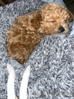 Photo №1. maltipu - à vendre en ville de Yerevan | 850€ | Annonce №139785