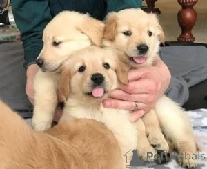 Photo №1. golden retriever - à vendre en ville de Vienne | négocié | Annonce №166918