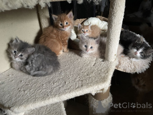 Photo №1. angora turc - à vendre en ville de Baienfurt | 350€ | Annonce № 150512