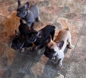 Photo №4. Je vais vendre terrier de boston en ville de Delft. annonce privée - prix - 550€
