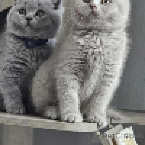 Photo №4. Je vais vendre british shorthair en ville de Zürich. annonce privée - prix - négocié