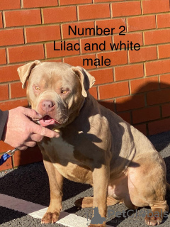 Photo №3. Xl Bully American à vendre. Portugal