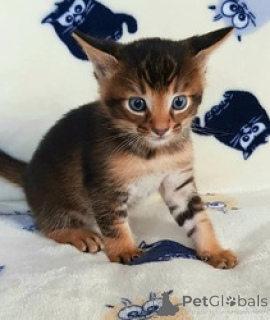 Photo №3. Chatons F5 Caracat. Groenland