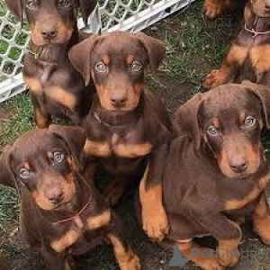 Photo №1. dobermann - à vendre en ville de Bruxelles | 1000€ | Annonce №166592