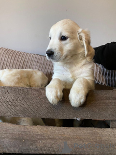 Photo №1. golden retriever - à vendre en ville de Berlin | négocié | Annonce №30190