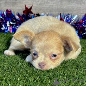 Photo №4. Je vais vendre chihuahua en ville de Berlin. annonce privée - prix - 400€