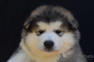 Photo №4. Je vais vendre malamute de l'alaska en ville de Šid.  - prix - négocié