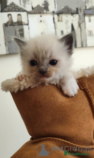 Photo №4. Je vais vendre ragdoll en ville de Villard. éleveur - prix - 400€