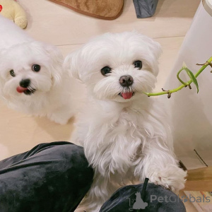 Photo №1. bichon maltais - à vendre en ville de Vukovar | 339€ | Annonce №170145