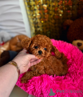 Photo №1. caniche (jouet) - à vendre en ville de Bayerisch Eisenstein | négocié | Annonce №167552