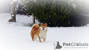 Photo №3. Chiots shiba inu fci. Slovaquie