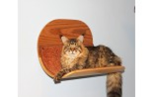 Photo №1. Hamac pour chat "Wood" ressemble plus à un lit. en ville de Moscou. Prix - Négocié. Annonce № 999