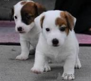 Photo №3. Jackrussellinterrierin pennut etsivät perhettä. La finlande