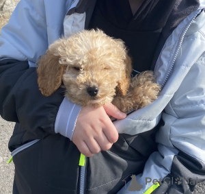 Photo №3. Little Pippa Kochkapoo. Irlande