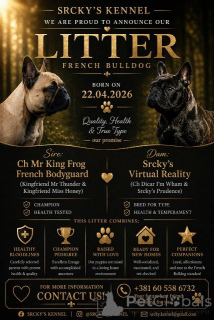 Photo №4. Je vais vendre bouledogue en ville de Belgrade.  - prix - négocié