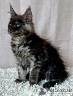 Photo №1. maine coon - à vendre en ville de Lublin | 1000€ | Annonce № 118442