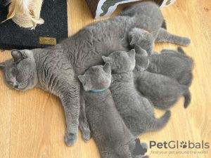 Photo №2 de l'annonce № 125008 de la vente british shorthair - acheter à USA éleveur