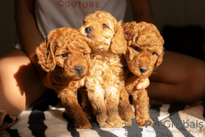 Photo №1. caniche (jouet) - à vendre en ville de Belgrade | négocié | Annonce №111086