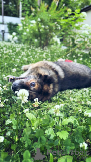 Photo №4. Je vais vendre chien bâtard en ville de Москва. annonce privée - prix - Gratuit