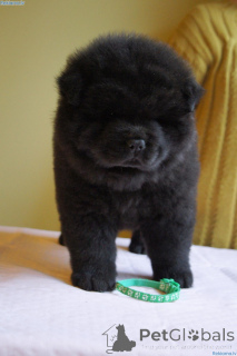 Photo №2 de l'annonce № 168264 de la vente chow-chow - acheter à Suède annonce privée, éleveur