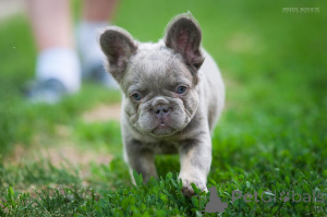 Photo №3. Bulldog français moelleux. Georgia