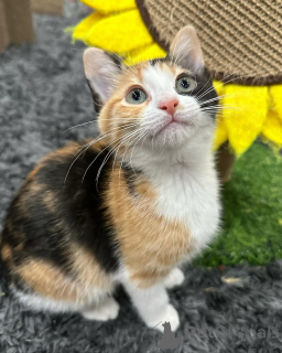 Photo №2 de l'annonce № 150624 de la vente chat de gouttière - acheter à Allemagne de l'abri, éleveur