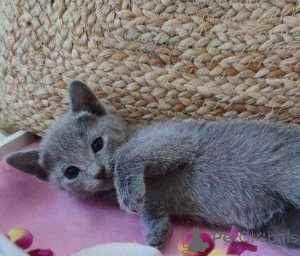 Photo №1. bleu russe - à vendre en ville de Námestovo | négocié | Annonce № 173580