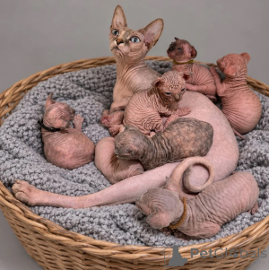 Photo №1. sphynx - à vendre en ville de Oppenheim | 350€ | Annonce № 178178