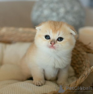 Photo №2 de l'annonce № 122983 de la vente scottish fold - acheter à USA annonce privée