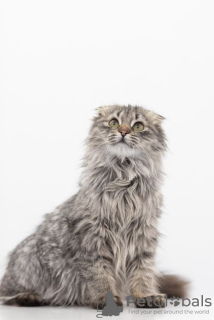 Photos supplémentaires: Chaton Manul entre de bonnes mains