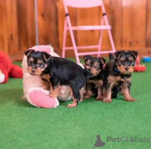 Photo №2 de l'annonce № 170564 de la vente yorkshire terrier - acheter à Allemagne éleveur