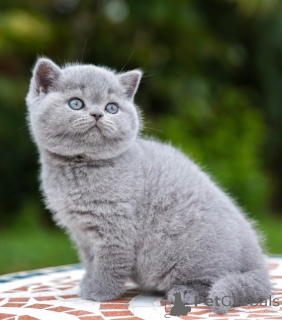 Photo №1. british shorthair - à vendre en ville de Gold Coast | 2809€ | Annonce № 174790