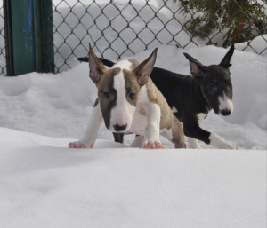 Photo №4. Je vais vendre bull terrier en ville de Grodno. éleveur - prix - 808€