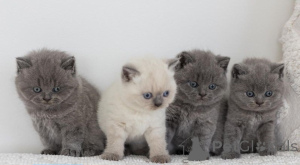 Photo №1. british shorthair - à vendre en ville de Sydney Olympic Park | 691€ | Annonce № 138379