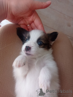 Photos supplémentaires: Papillon Fransızlar tarafından gelistirilmiş Fransa kökenli